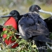 frigatebird_magnificent_nsey_h_0194_ecu0396.jpg